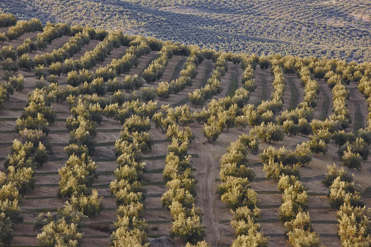 olijvenveld in jaen